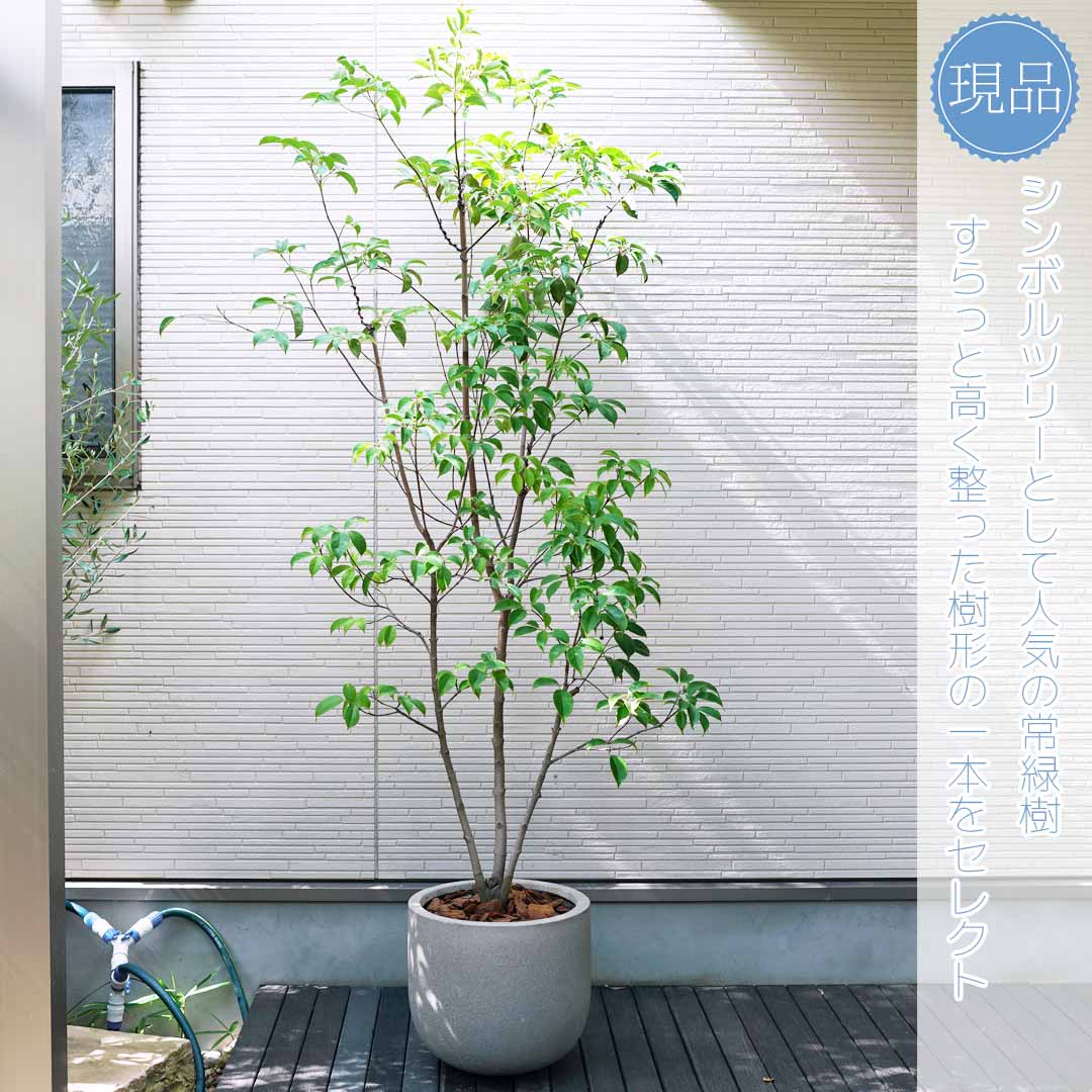 楽天市場】鉢植え【常緑ヤマボウシ】山法師 ホンコンエンシス 月光