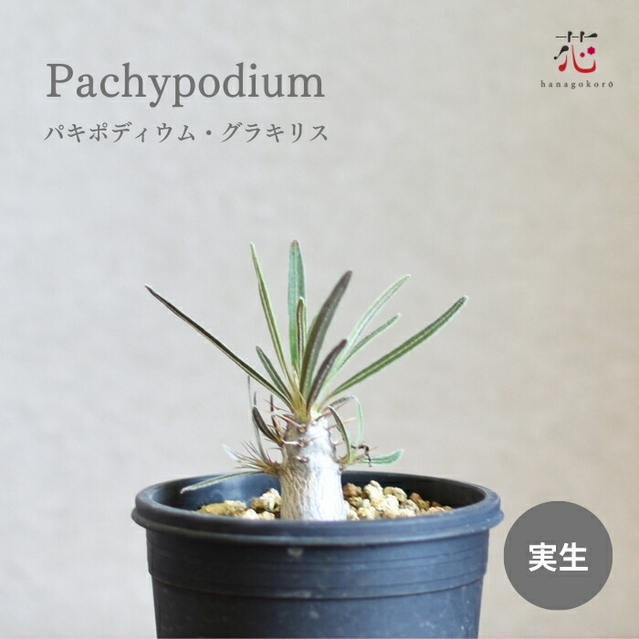 楽天市場】パキポディウム グラキリス（実生） 2.5号 ロスラーツム