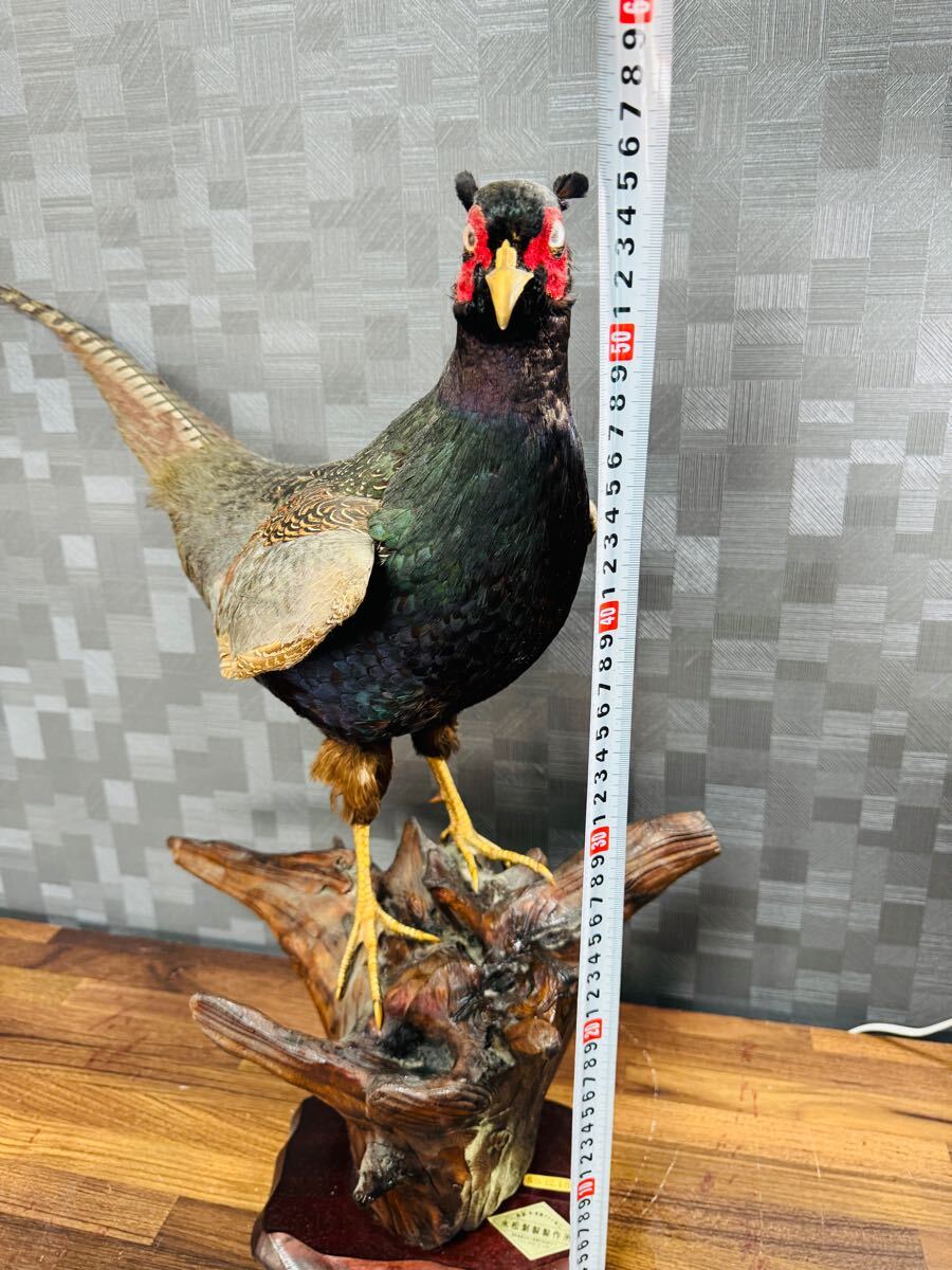 雉 キジ 剥製 置き物 飾り物 昭和レトロ 鳥 軽量 室内｜Yahoo!フリマ