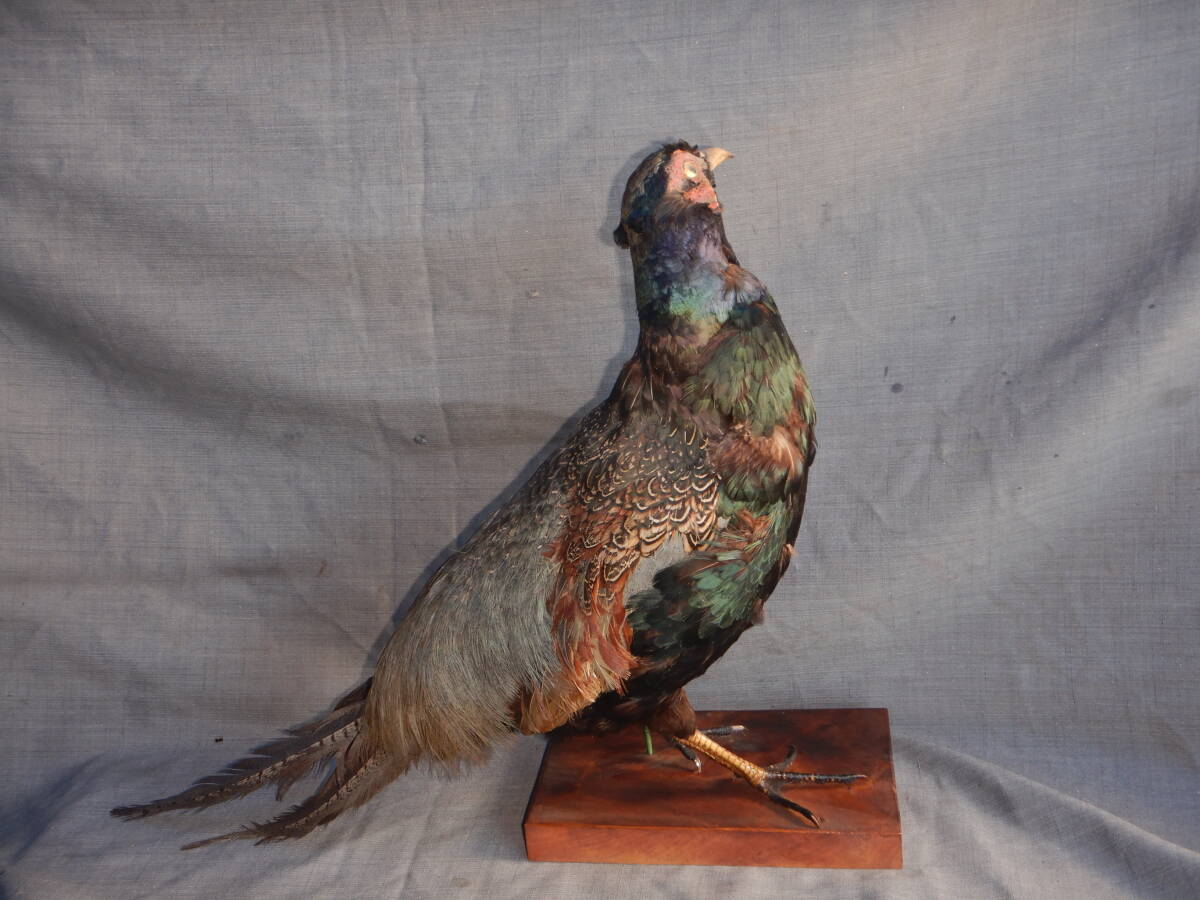 キジの剥製の値段と価格推移は？｜6件の売買データからキジの剥製の