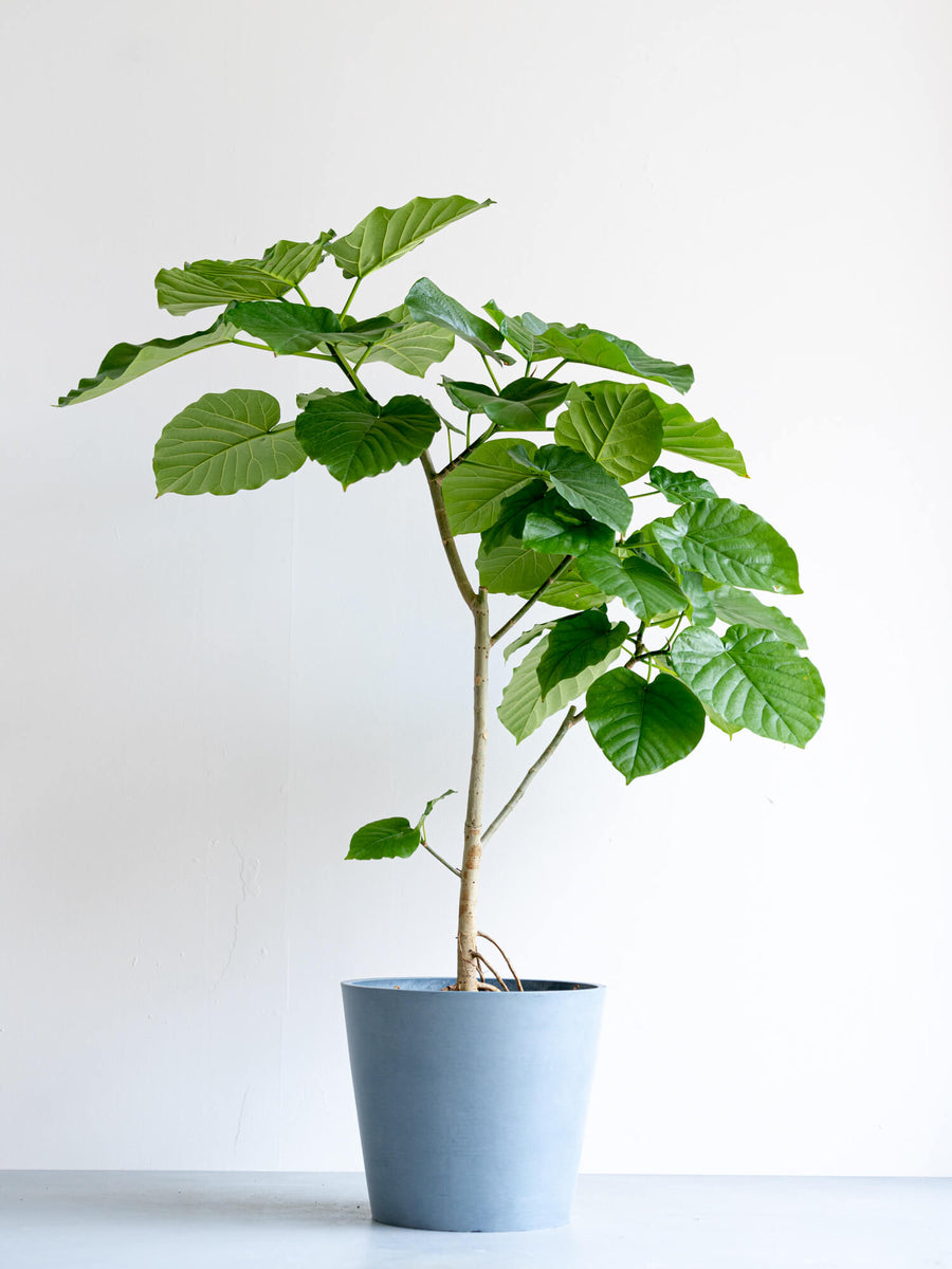 フィカス・ウンベラータ L | 観葉植物の通販 AND PLANTS (アンドプランツ)
