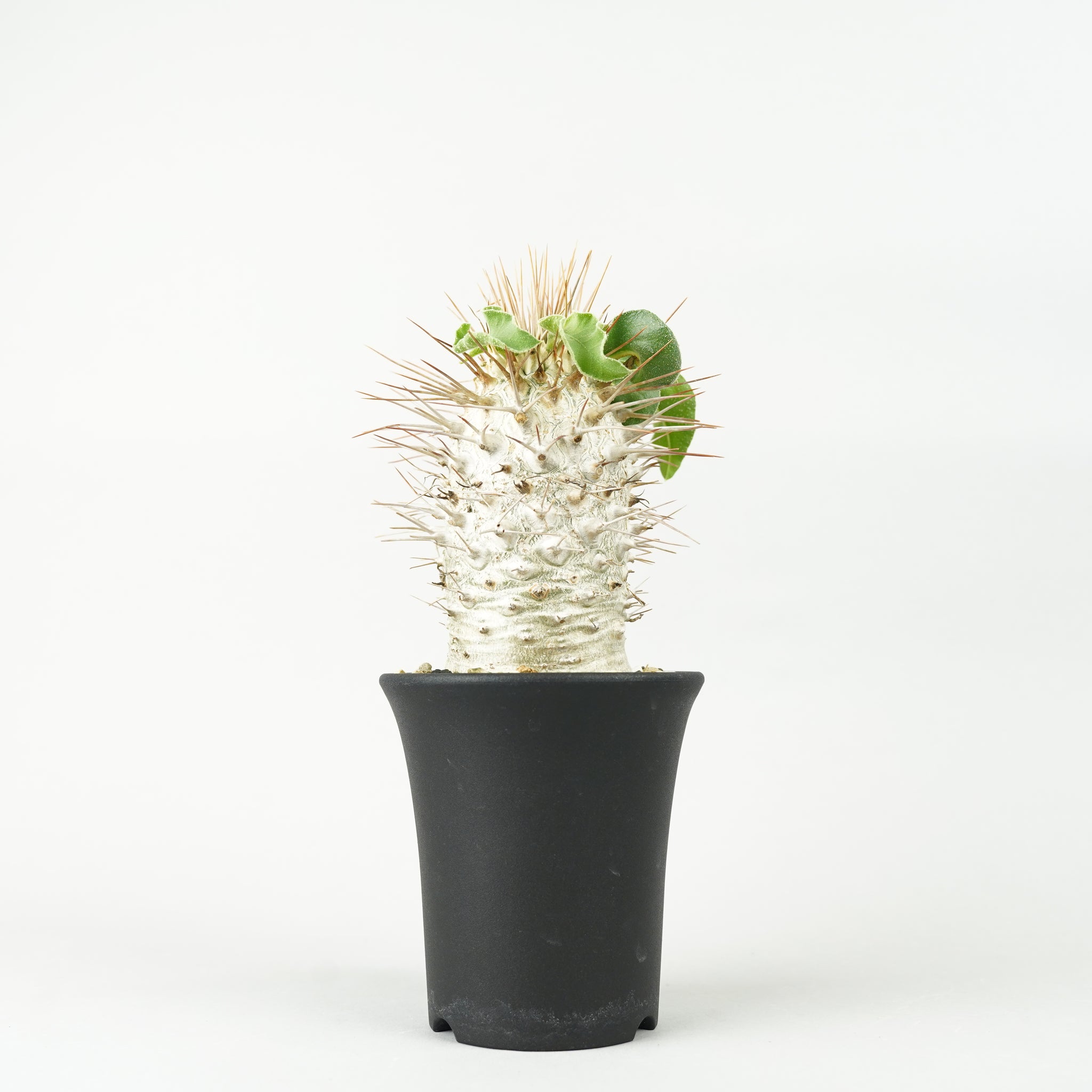 植物/パキポディウム/パキポディウム・ナマクアナム 光堂 – Hachi-8