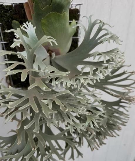 現品】ビカクシダ・ウィリンキー・ナノ 胞子培養 P. willinckii Nano