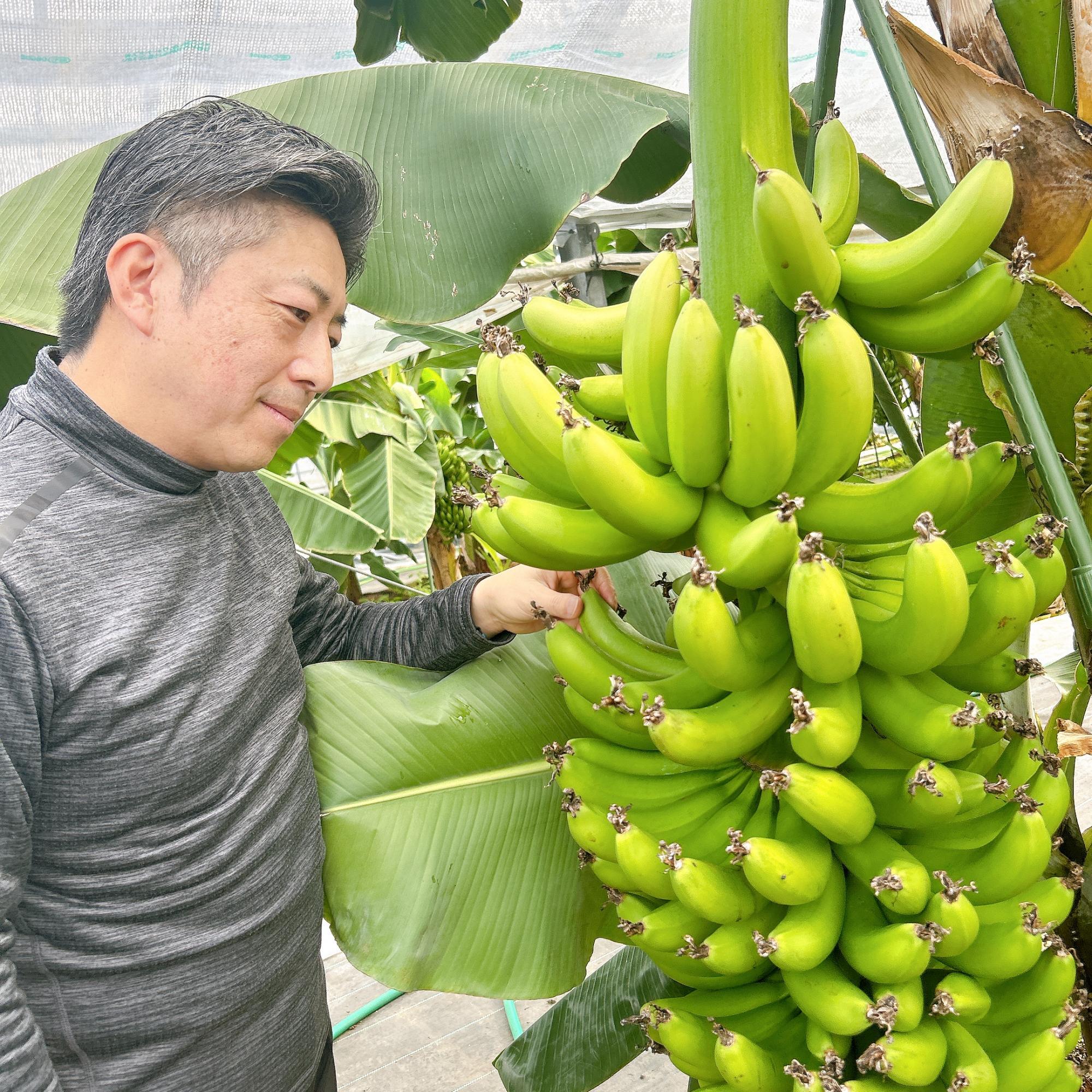 豊川市】豊川産「ほのくにバナナ」って知ってる？香り高く上品な甘さが