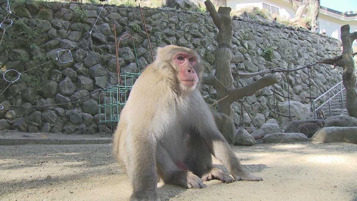 仲間の”助っ人さん” 高崎山C群ボスザルに「スケサン」就任 大分 | 大分