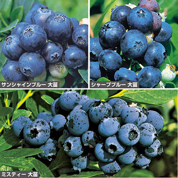 人気のブルーベリー大苗セット| 種・苗・ガーデニング用品の【タキイ