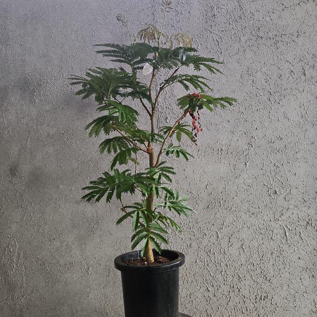 ①　エバーフレッシュ　8号　極太　最高等級極上品‼️