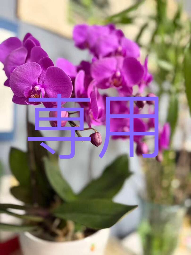 ゆうはるAMI PARIS刺繍ニットカーディガングレーSサイズセーター ウィメンズ デザイナー セーター＆カーディガン | AMI PARIS