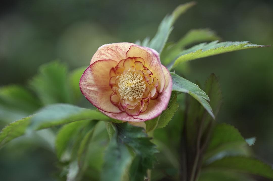 hana クリスマスローズ 小苗 SD蜃気楼 セルフ