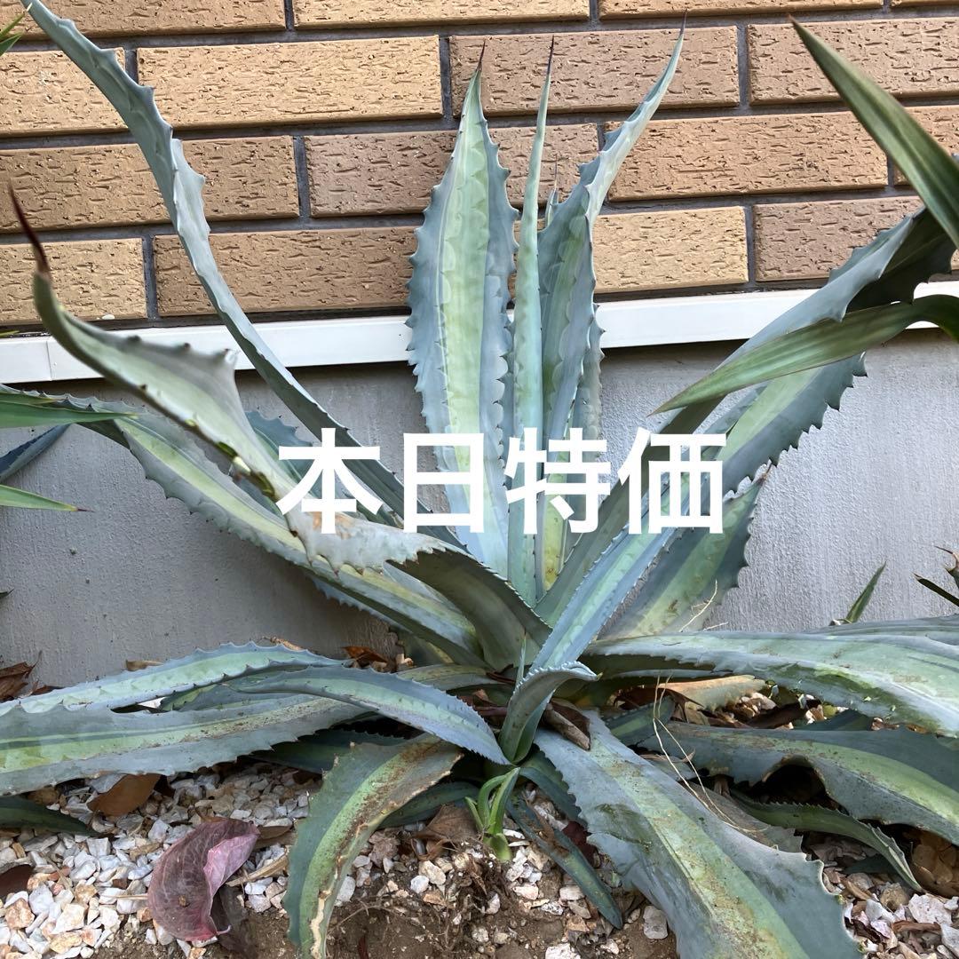 専用　アガベ アメリカーナエクスパンサパリーダ　キシロナカンサ　セット アガベ アメリカーナ エクスパンサパリーダ ① - メルカリ