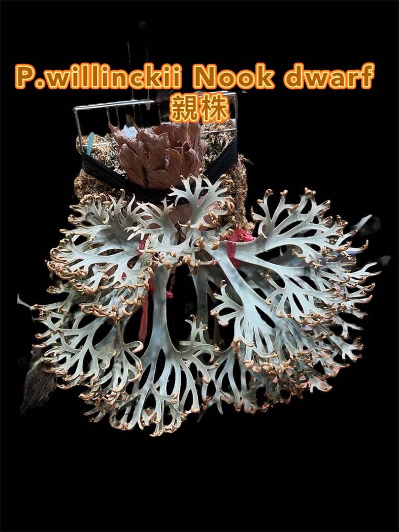 ビカクシダ P.willinckii Nook dwarf spore # - メルカリ