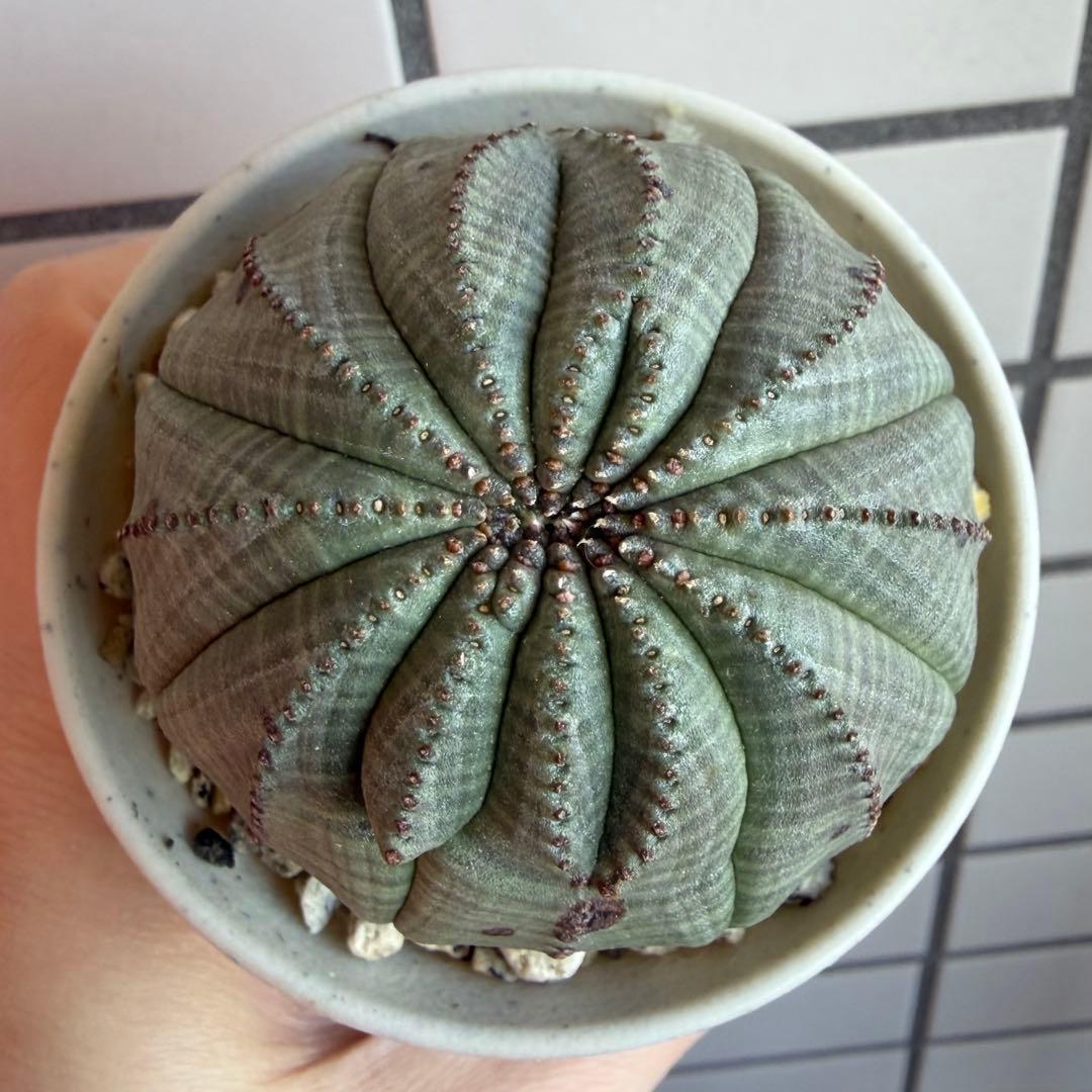 Q*P様 ユーフォルビア オベサ 実生モンスト 綴化