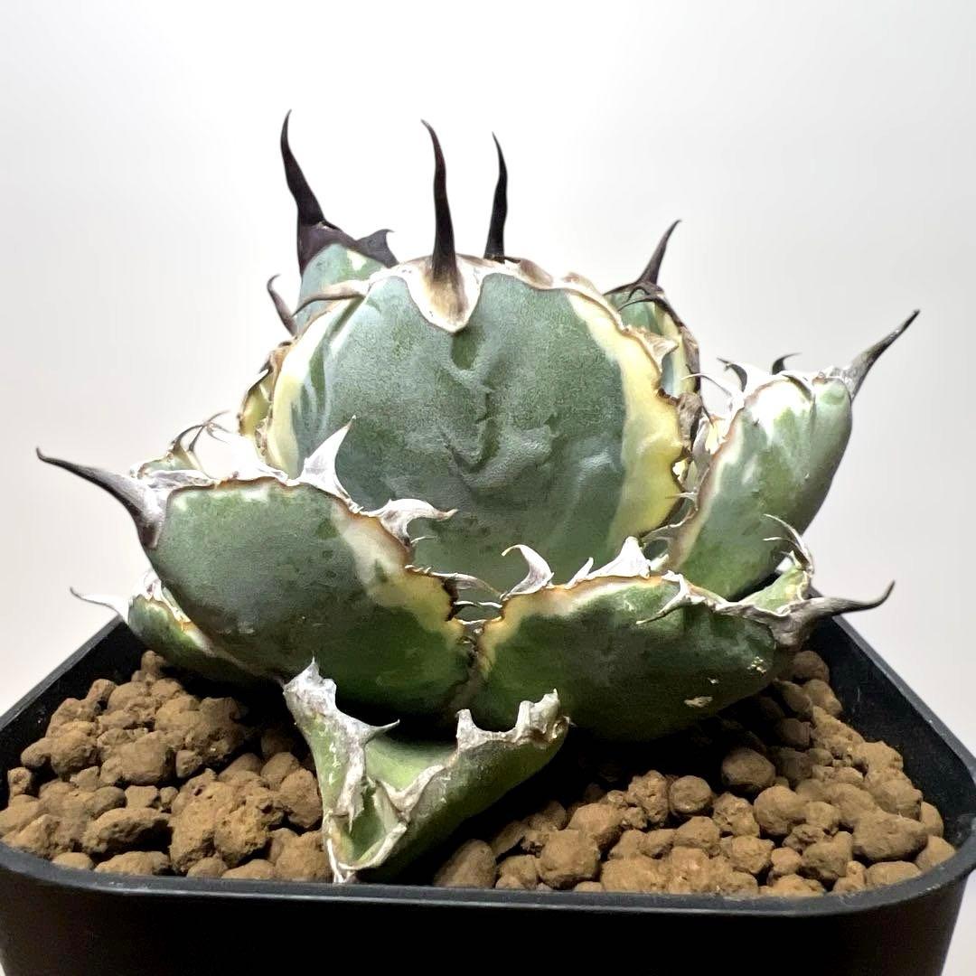 アガベ 鉢植発送 ＢＢ錦 斑入り 極上血統 希少株 スペシャル個体 超特選株