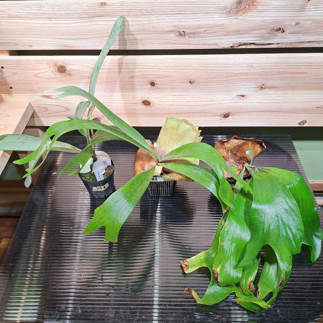 【915　リクエスト 2点 まとめ商品】 25 PK | Push Type Retainer-Fender - Honda 91512-SX0-003 - Shark