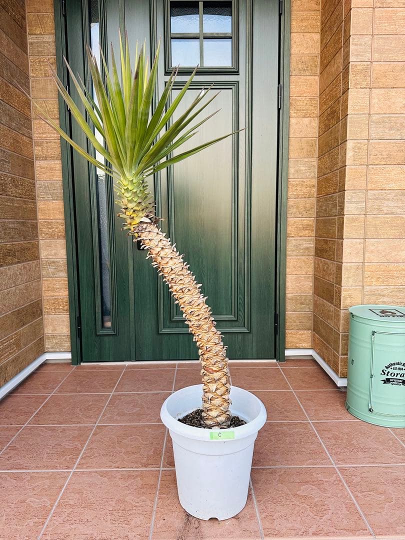 ユッカ　アロイフォリア【C】 曲がり　個性的　ドライガーデン　ガーデニング