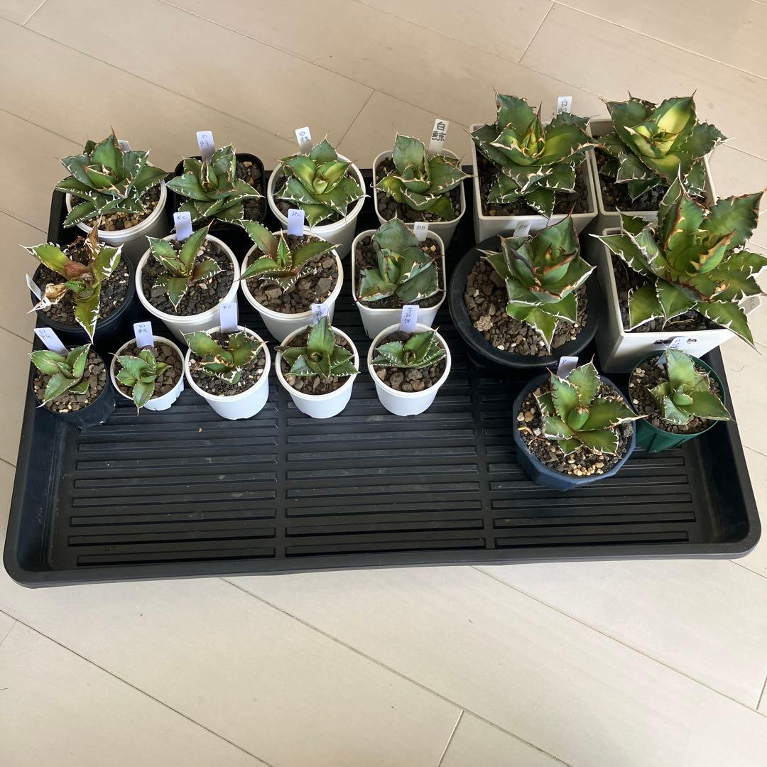 アガベ引退コレクション 複数株