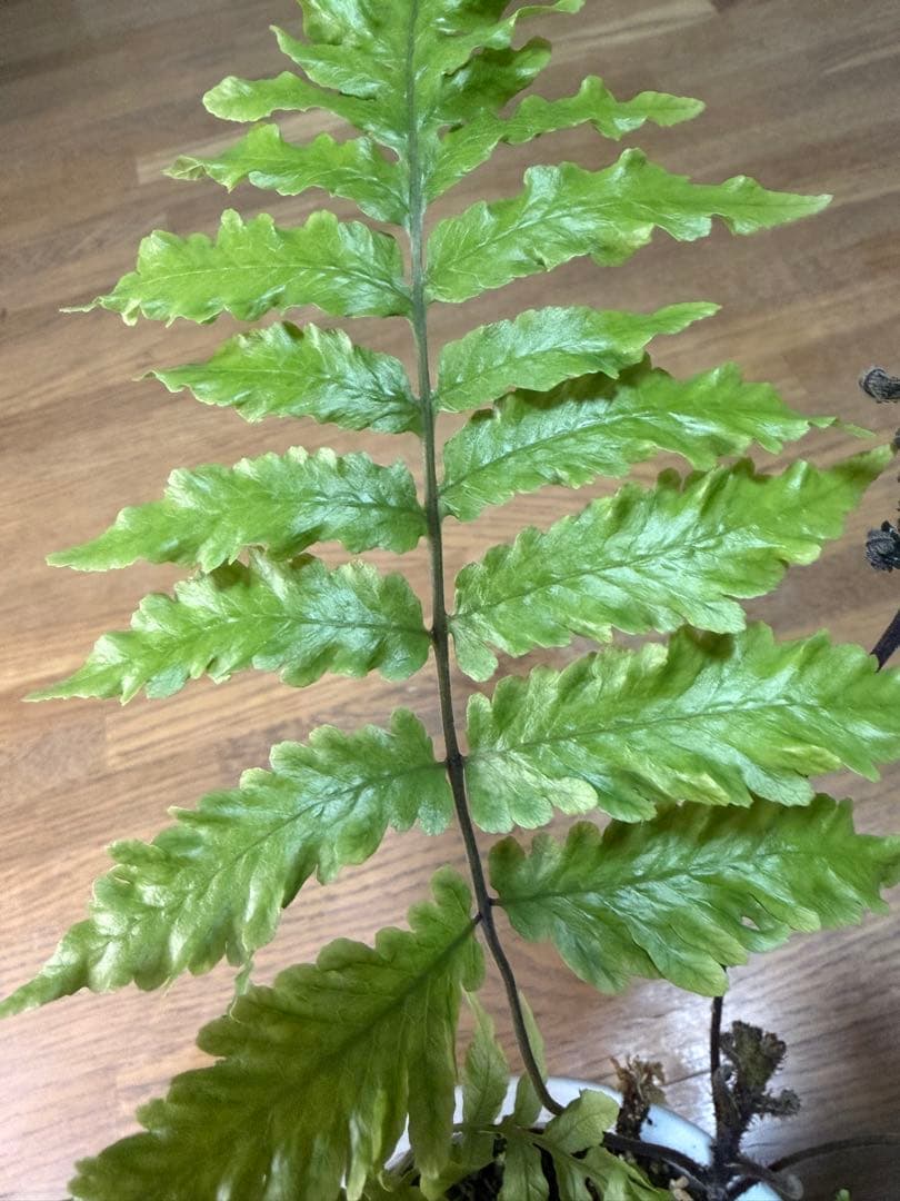 ★リアル　シダを２種