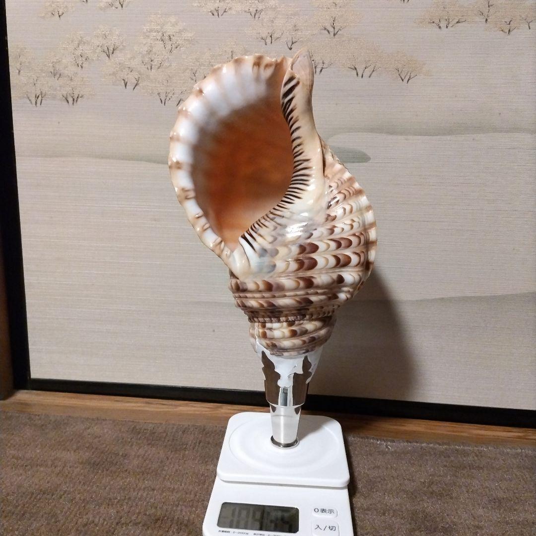 法螺貝　　④ 法螺貝 約725g 39cm - Kaiショップ