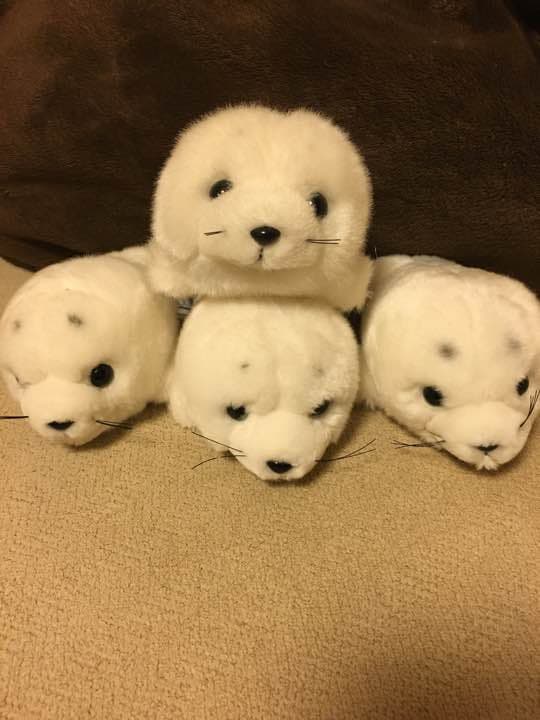 動物園シリーズ 確認用 アザラシ