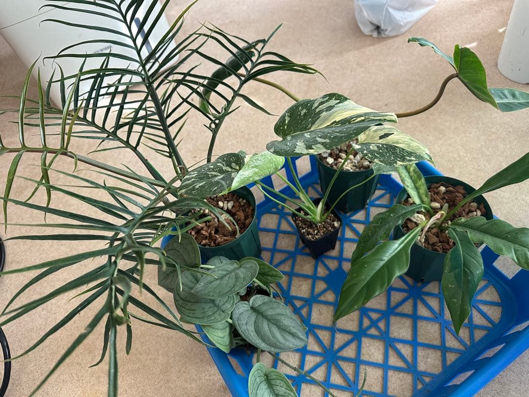 観葉植物セット